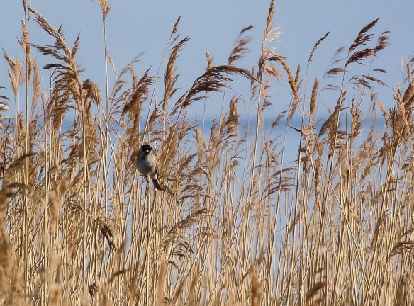 Beijershamn 14 april 2013-6