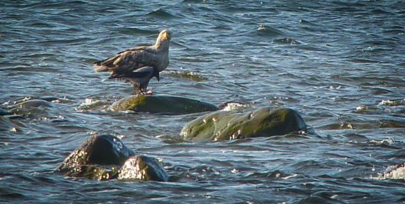 Havsörn och kråka, Kapelludden, Öland maj 2013