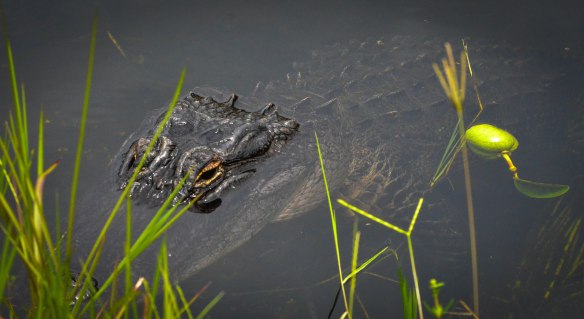 Everglades-3