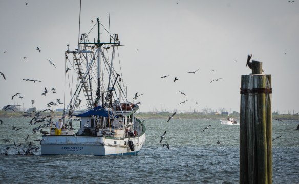 Träskmarker vid Mexikanska Gulfen-2