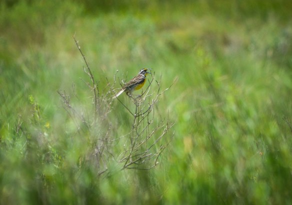 Träskmarker vid Mexikanska Gulfen-22