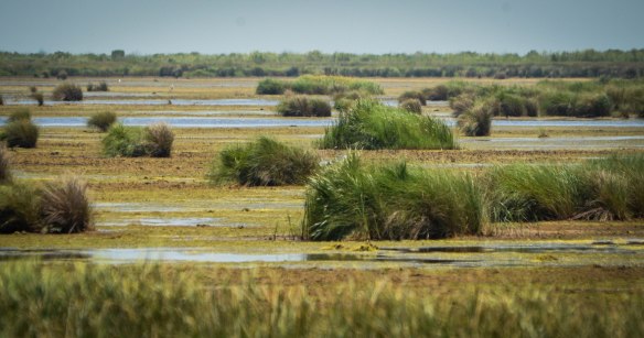 Träskmarker vid Mexikanska Gulfen-29