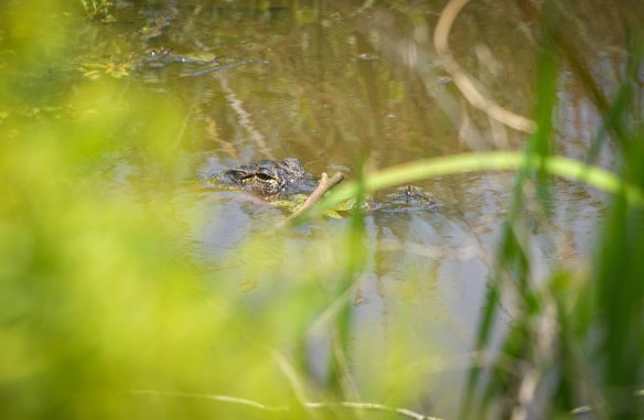 Träskmarker vid Mexikanska Gulfen-33