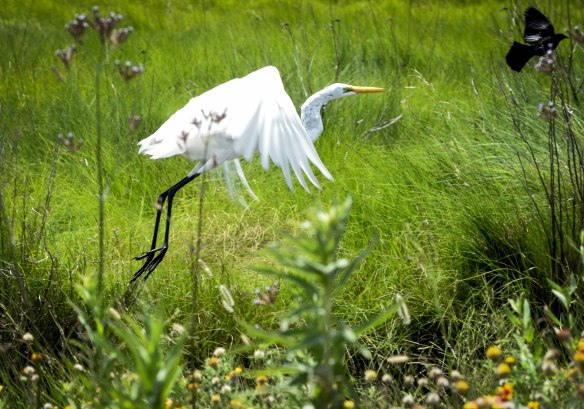 Träskmarker vid Mexikanska Gulfen-35