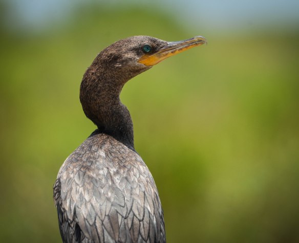Träskmarker vid Mexikanska Gulfen-36