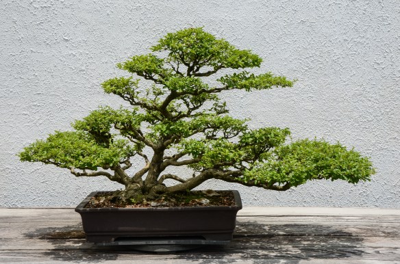 Natioanl Arboretum Washington 2014-11