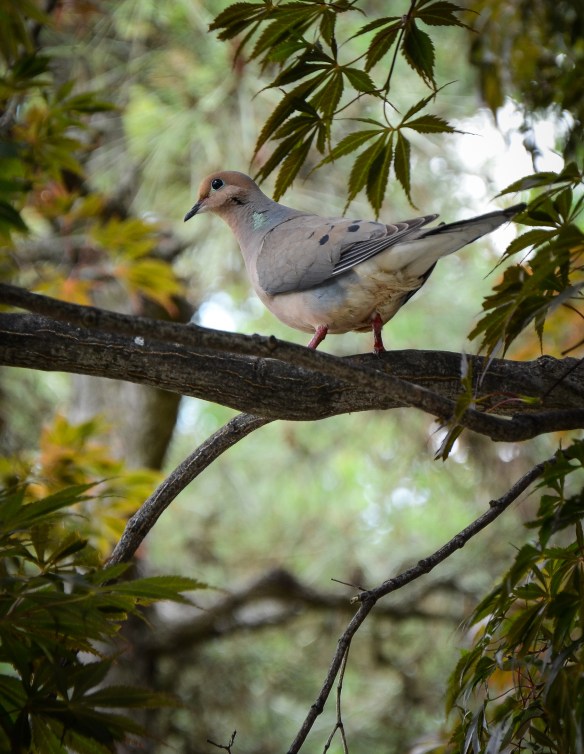Natioanl Arboretum Washington 2014-3
