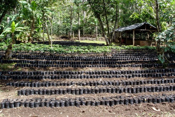 Här odlar man upp nya kaffeplantor som kan planteras ut när gamla kaffeplantor skall bytas ut. 