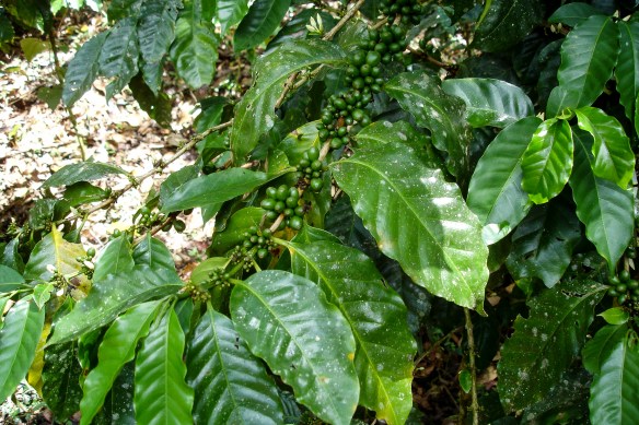 Kaffebuskar vill ha skugga och odlas inne i regnskog eller t.ex. bananodlingar. 