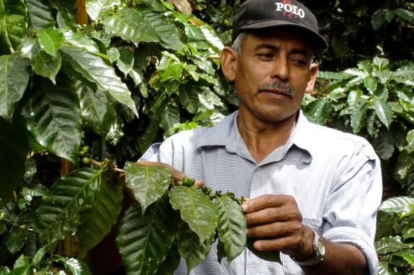 Ekologisk odling av kaffe vid Penas Blancas i Nicaragua. 