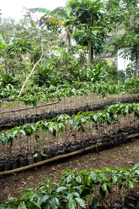 Kaffet odlas utan bekämpningsmedel med organisk gödsel. 