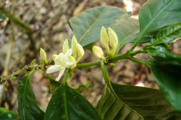 Blommor på kaffebuske.