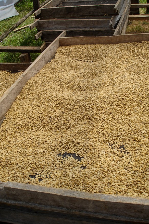 När kaffebönorna skördats och tagits ut läggs de upp för att torkas i solen.